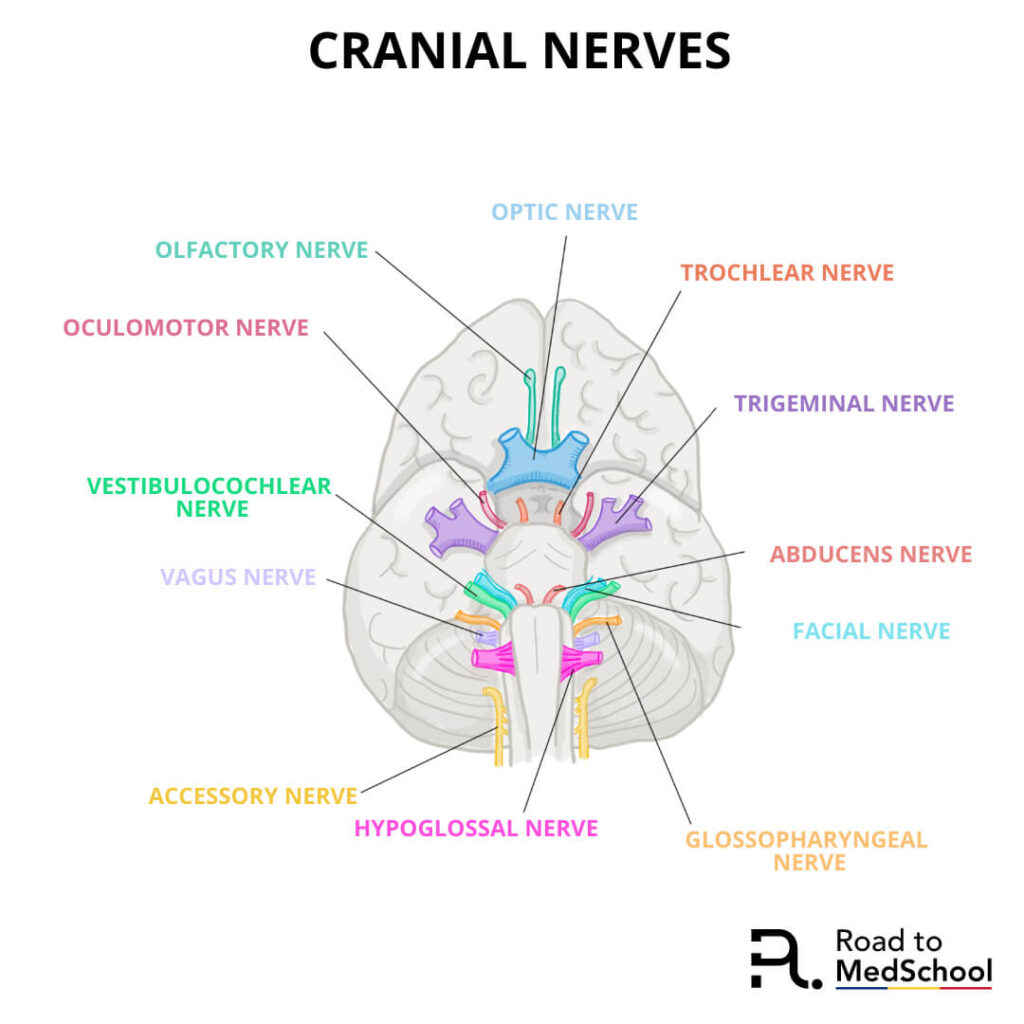 Cranial nerves Instagram post