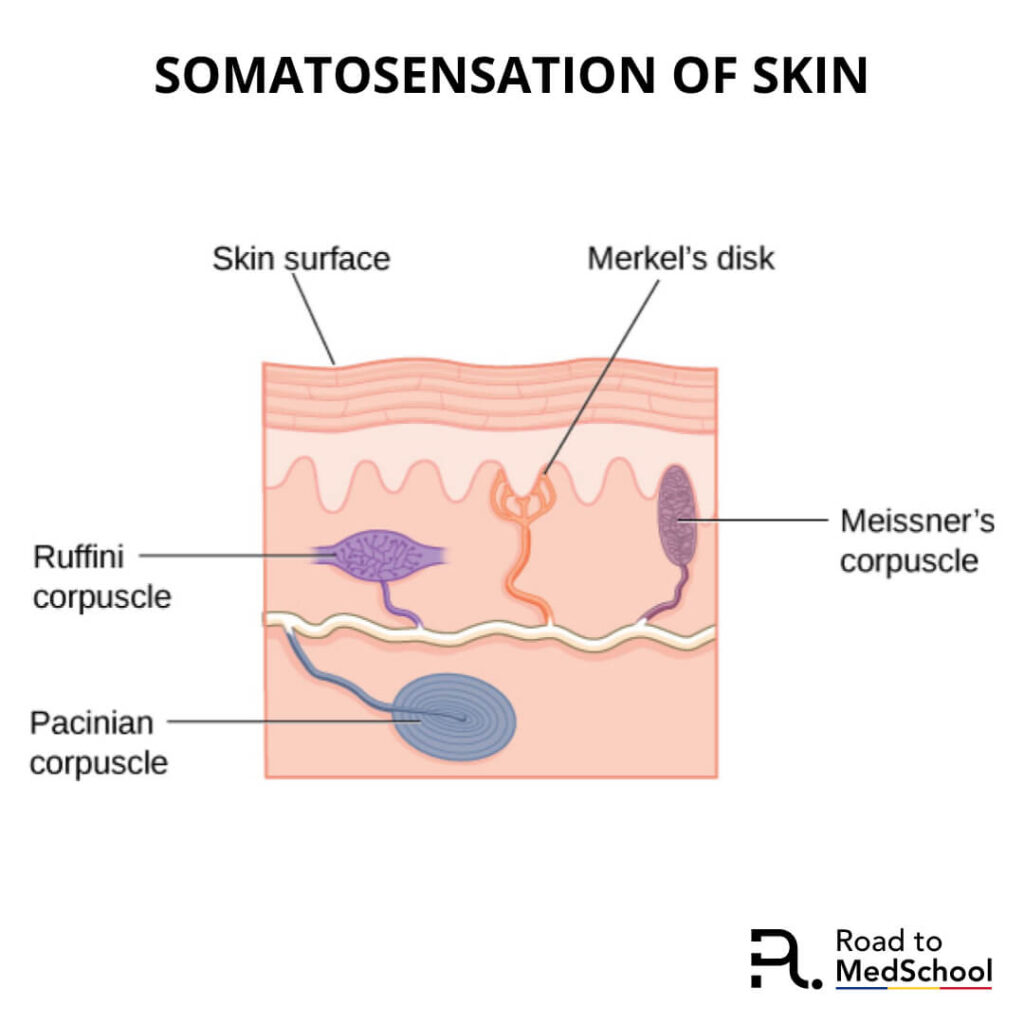 Somatosensation of skin Instagram